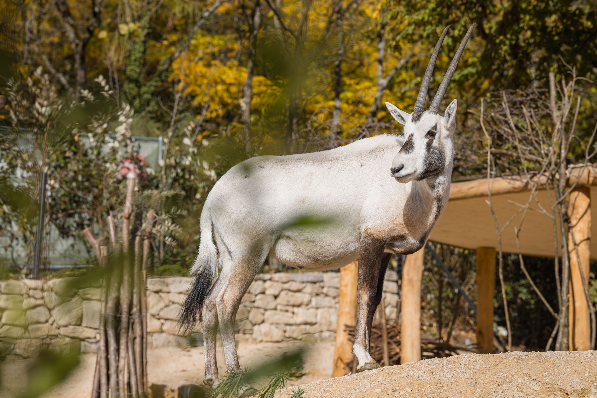 Arabische Oryx im Zoo Zürich