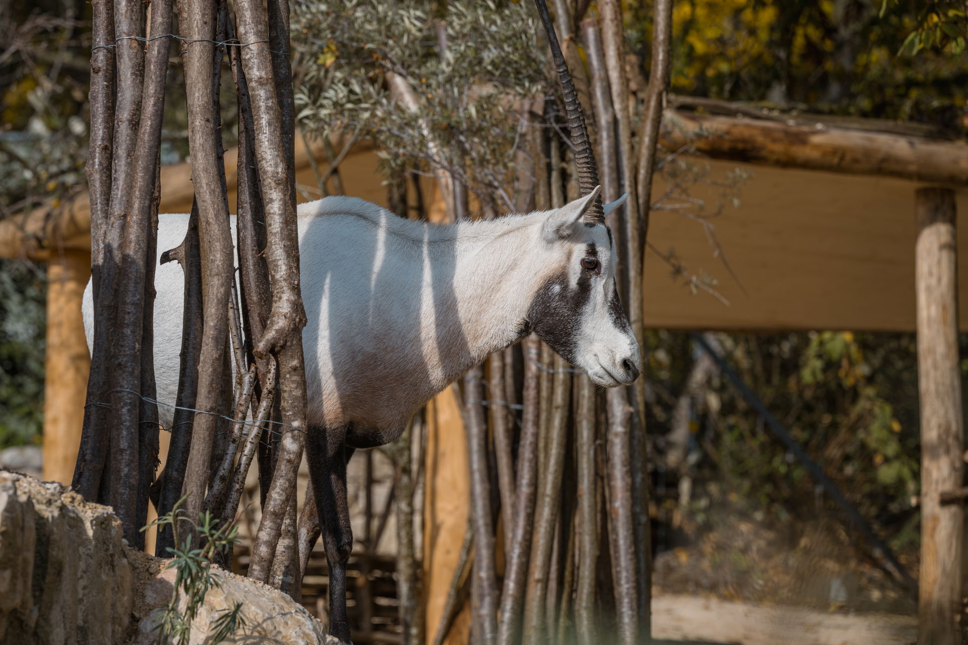 Arabische Oryx im Zoo Zürich