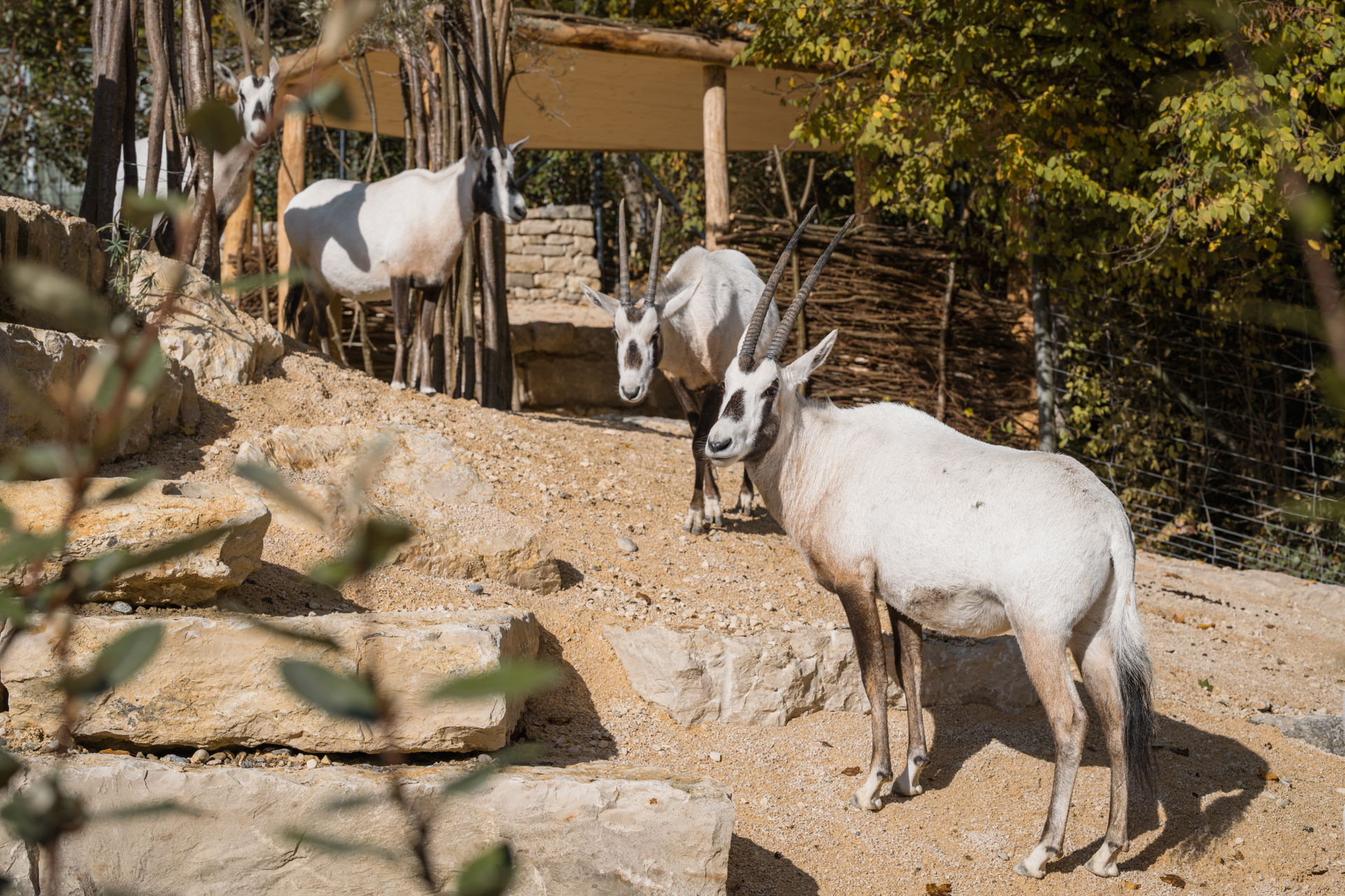 Arabische Oryx im Zoo Zürich