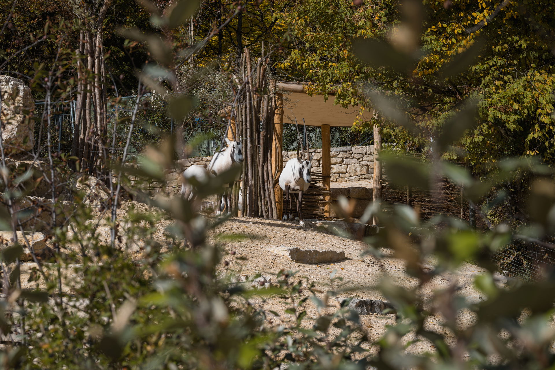 Arabische Oryx im Zoo Zürich