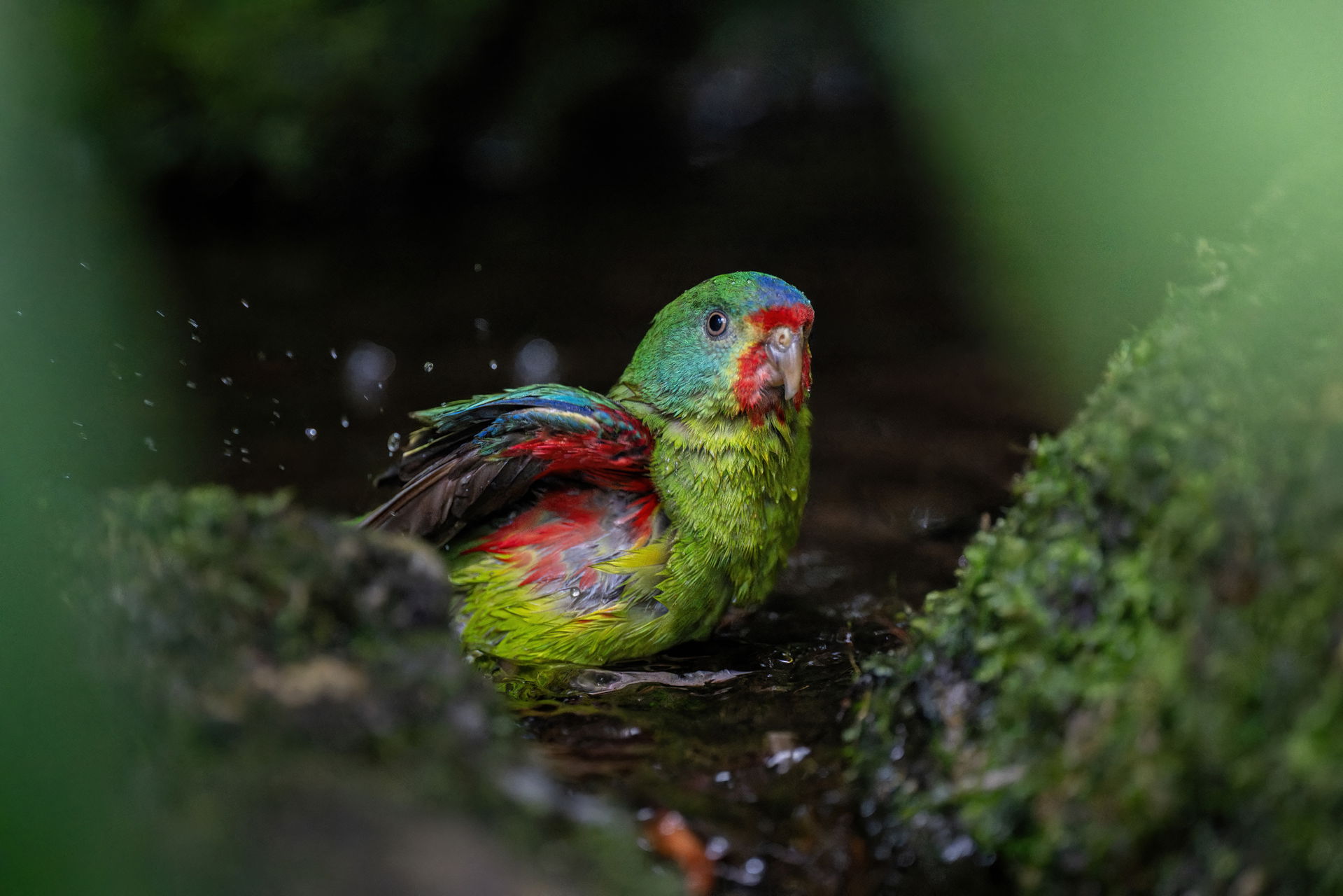 Schwalbensittich im Zoo Zürich.