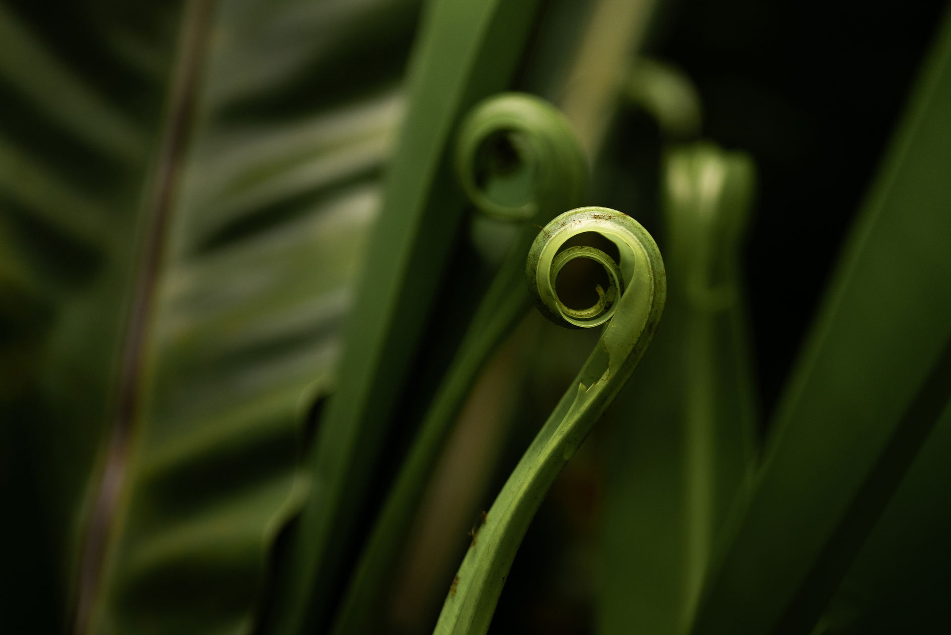 Detailaufnahme einer Pflanze im Masoala Regenwald des Zoo Zürich.