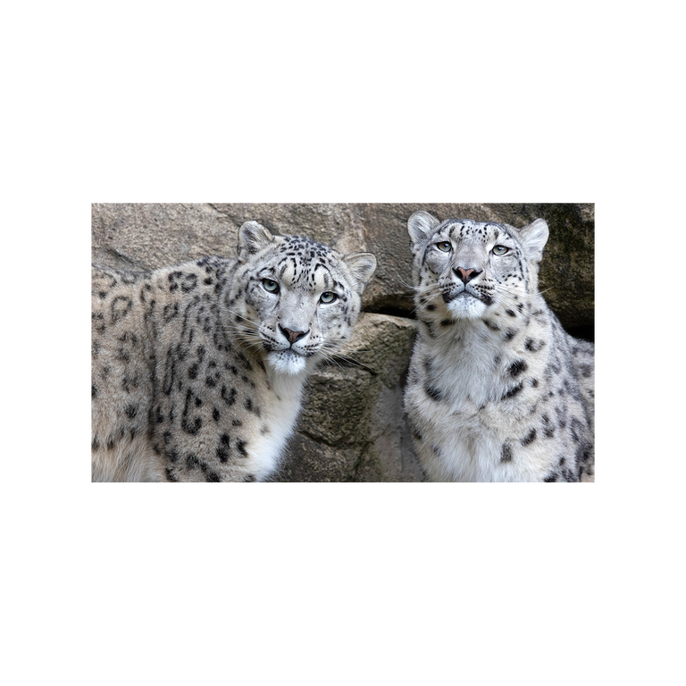 Zooh! Badetuch Schneeleoparden