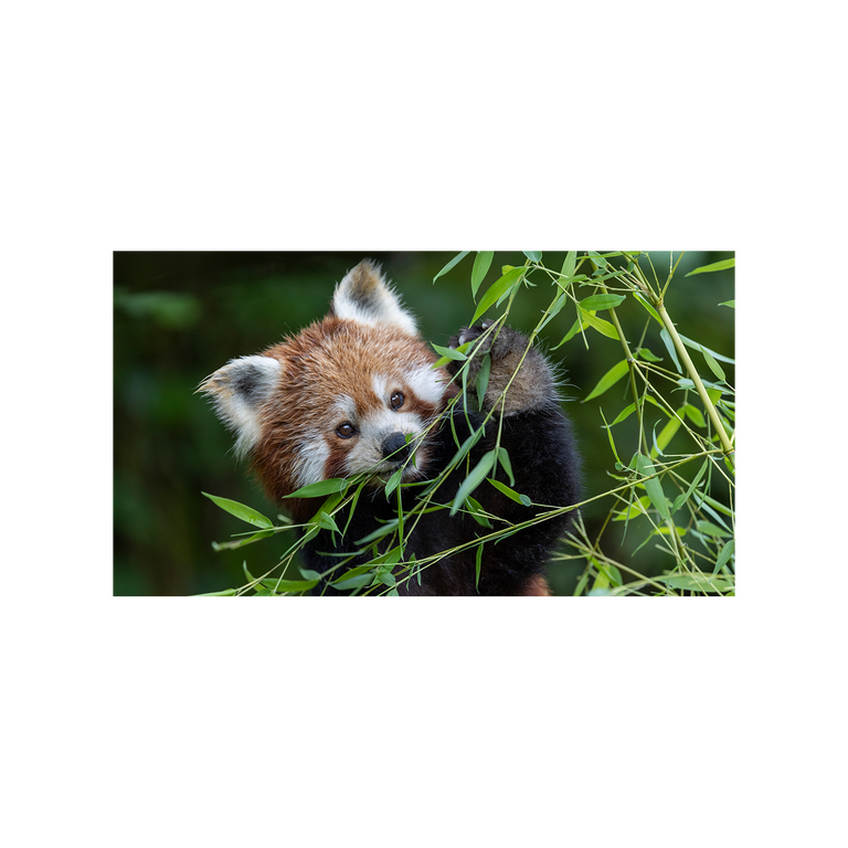 Zooh! Badetuch Roter Panda