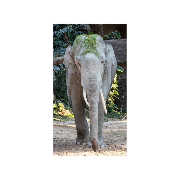 Zooh! drap de bain éléphant